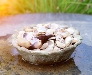 Mussles in dish