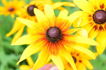 Obraz premium Flower Rudbeckia hirta