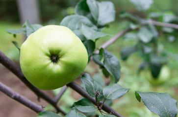 Green ripe apple on a tree outdoors.