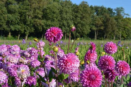 pink Dahlias in a field