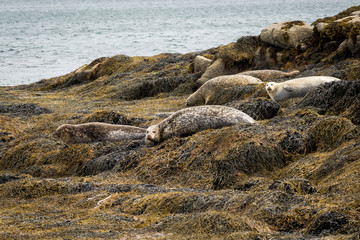 Seal at the shore in Scotland Europe. 