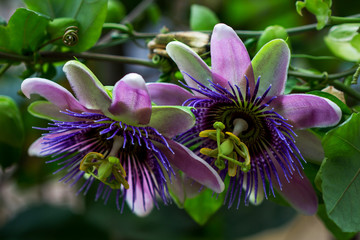 Tropical passion flower