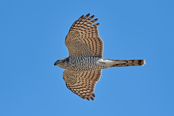 Eurasian sparrowhawk (Accipiter nisus)
