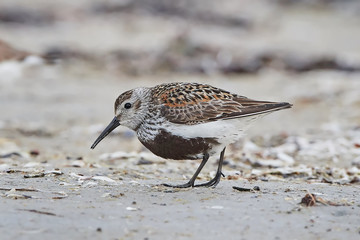 Dunlin (Calidris alpina)