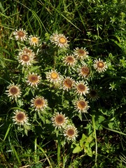 dwarf carlina plant with silver flowers