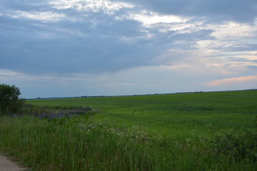 Fototapeta premium beautiful spring landscape: green field of grain, flowers lupine against the blue sky with clouds
