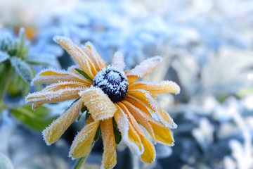 Blumen 741