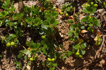 Planta de  Gayuba Uva Ursi con los Frutos Verdes