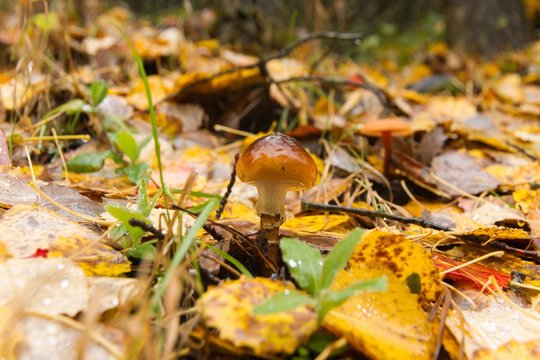 Seta con el sombrero viscoso ( Hygrophorus ) entre hojas caidas otoñales  un día de lluvia
