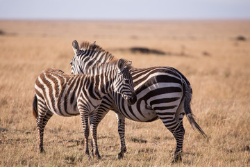 Obraz na płótnie Canvas embraced zebras in Masai Mara, Kenya