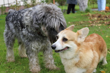 two dogs (Corgi and Schnauzer Mitel) talk, gossip on the green lawn