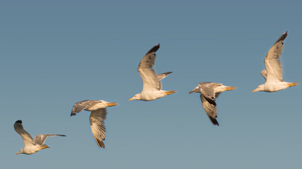 Obraz premium seagulls flying 