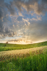 sunset over field with green grass