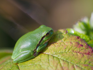 Laubfrosch (hyla arborea)