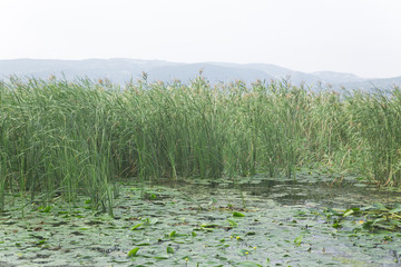 Lily flowers on the water 2