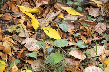 autumn leaves
