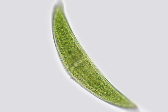 Closterium unicellular charophyte green algae closteriaceae zygnematophyceae. Phytoplankton