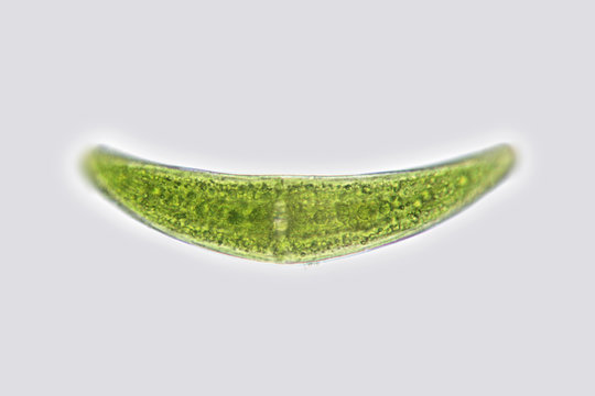 Closterium unicellular charophyte green algae. Freshwater. Aquaculture