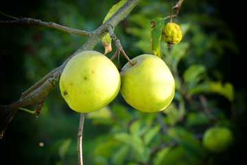 beautiful green apples on a tree