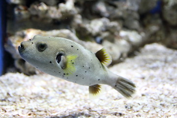 pufferfish in an aquarium
