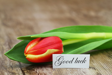 Gefeliciteerd (Congratulations in Dutch) with colorful aster bouquet
