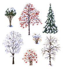 Winter Trees and Shrubs