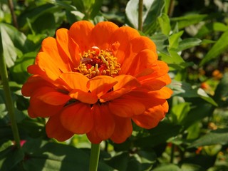 orange zinnia flower in a garden close up