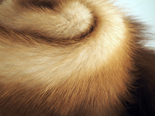 fluffy fur, furs