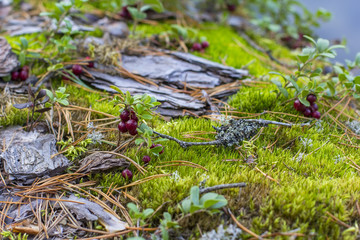 Red cranberries background berry among moss  in the autumn