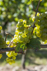 bunch of green grapes on grapevine right before harvest