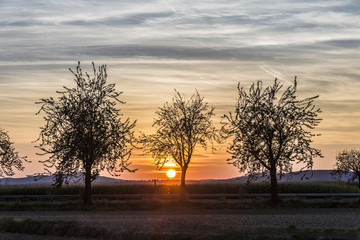 sunrise over the Taunus mountains with trees in foreground