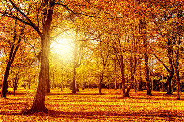 Fototapeta premium herbst landschaft park 