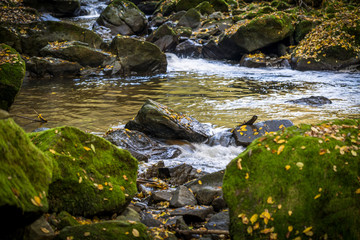 Fototapeta na wymiar Colorful leaves and rocks in water stream in autumnal forest