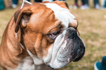 Grumpy English bulldog