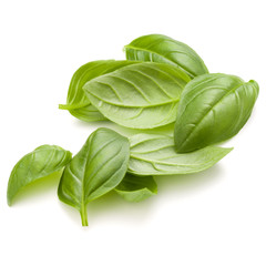 Sweet basil herb leaves handful isolated on white background clo