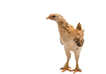 chicken