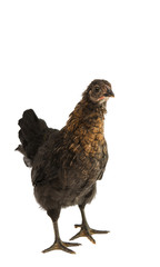 chicken