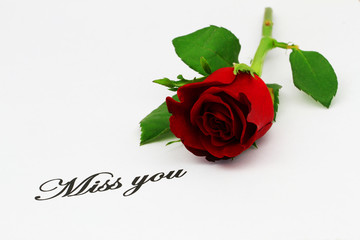 Miss you written on white paper with red rose

