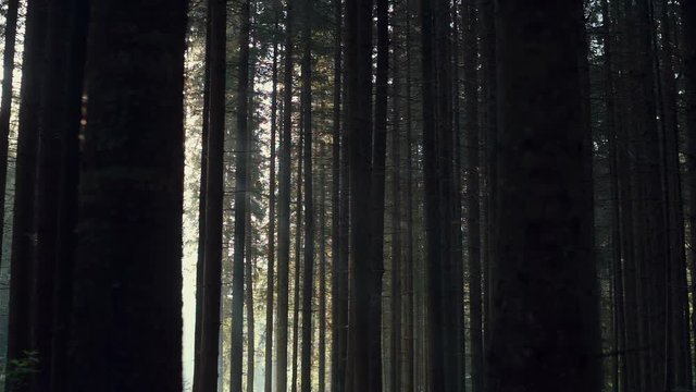 Dark eerie conifer forest