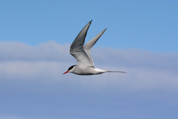 Obraz premium Arctic tern flying