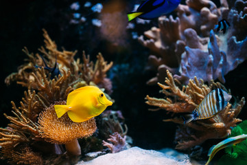 Pomacanthus navarchus blue angel sea fish in aquarium