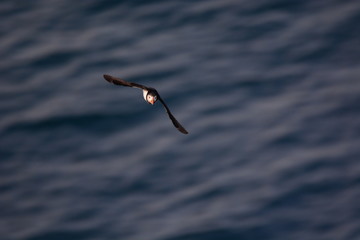 Puffin in flight