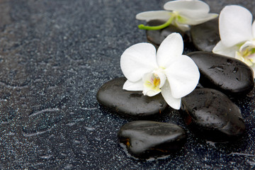 Fototapeta na wymiar White orchid and black stones close up.