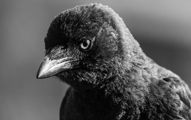 Visiting crow