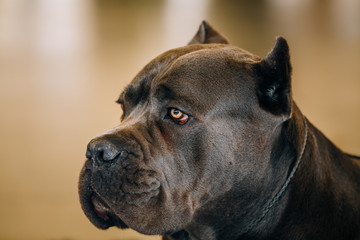 Cane Corso Dog Close Up Portrait