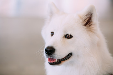 Happy White Samoyed Bjelkier Dog