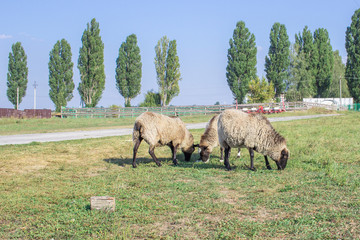 Obraz premium Sheeps herd feeds at green grass at farm