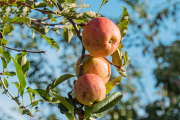 beautiful red apples on a tree
