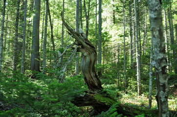 forest in the morning