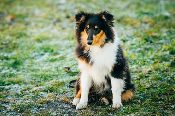 Fototapeta na wymiar The Shetland Sheepdog, Sheltie, Collie Puppy Outdoor